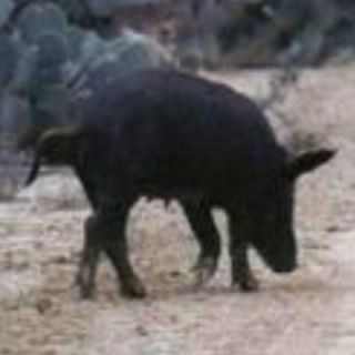 Wild Hog Hunt For 2 / Boar Hunting Pig / South Texas w 2 Nights 