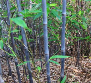 Live Black Bamboo Plant Rhizomes P Nigra 12 Long w Buds Cold Hardy 