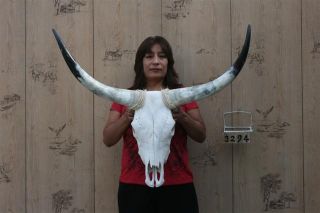 Steer Skull and 2 ft 11 in Long Horns Cow Longhorns H3294