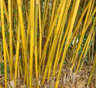 Live Alphonse Karr Bambusa Multiplex Bamboo Potted Plant *Clumping 