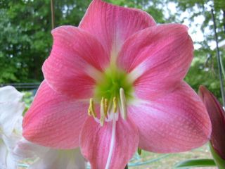 Amaryllis Bulb Pink Star Hippeastrum Flower Lily Bloomer Plant 