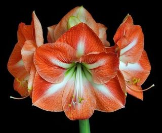 Amaryllis Third Year Bulbs Nagano Hippeastrum Flower