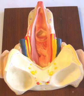   Larynx Muscle Dissection Anatomical Model New Medical Teaching