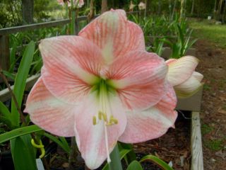 Small Amaryllis Bulb Grown from offset   Hippeastrum Lily flower plant 