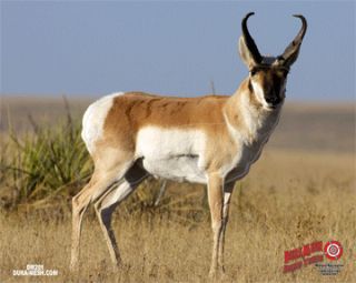 Antelope Target by Dura Mesh Targets
