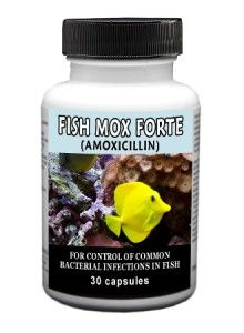    Mox Forte 500mg (Amoxicillin) 30ct   Pharmacy Grade Fish Antibiotics