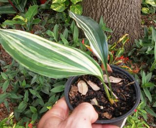 cast iron plant rare aspidistra variegated hardy tropical shade plant 