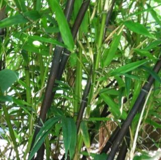 Black Bamboo Plant Rhizomes Beautiful Great For Privacy shade 