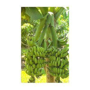Musa Double Mahoi Banana Tree Dwarf Sized for Container or Patio TE002 