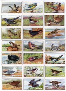 Full Set of 48 Gorgeous Bird Paintings Cards from 1937