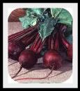 beets detroit dark red 60 days the most popular beet on the market the 