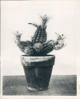 1931 Texas Rose or Big Spring or Chinocereus Plant