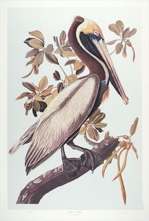 Brown Pelican by M Bernard Loates Audubon Edition Lithograph Signed 