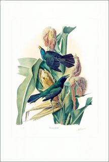 limited edition lithograph m bernard loates common grackle 792 1000