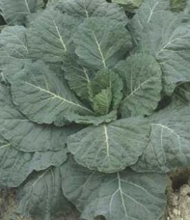 Collards Vates Non GMO Garden Vegetable Food 100 Seeds Only Heirlooms 