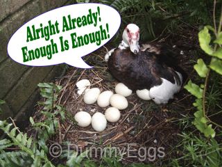 Plastic Bird Eggs Dummy Egg Stop Breeding Fake Egg Cockatiel Finch 