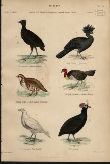 Partridge Turkey Gurassow Short Bill 1859 Hand Color Nat Hist Bird 