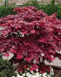 Acer Palmatum Japanese Maple Bloodgood Bonsai or Garden
