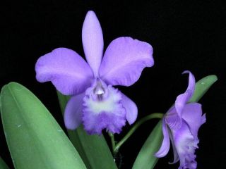   Hybrid Orchid BLC Grezaffis Blue Shawn Blue on Blue Flowers