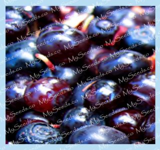 HEIRLOOM Huckleberry Plant Seeds ~Like Blueberry Pie ~