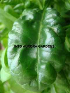 50 Green Spinach Bloomsdale Heirloom Seeds Vegetable
