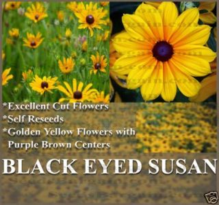 Black Eyed Susan 1 000 5 000 Flower Seeds Bulk
