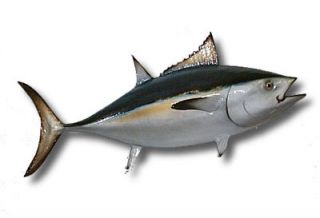 Blackfin Tuna Half Mount
