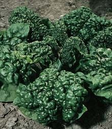 spinach bloomsdale longstanding 400 seeds