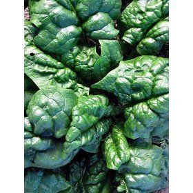 Spinach Bloomsdale Long Standing 100 Vegetable Seeds