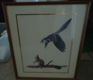 Blue Jay 1966 Ray Harm Wildlife Art Colored Print Signed by Artist 