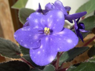 African Violet Plug Starter Plant Ness Blueberry Puffs