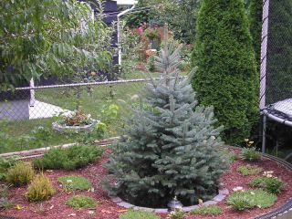 Colorado Blue Spruce 6 10 in Evergreen Christmas Tree