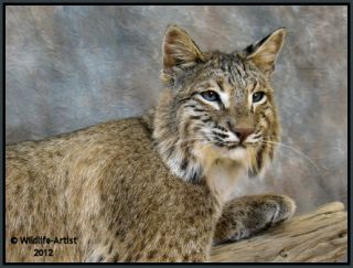 Bobcat Taxidermy New Mount Fur Hunting Cabin Lynx Fox Coyote by 