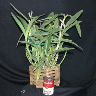 Cattleya bowringiana var. coerulea BLUE Large Plant Species 50 