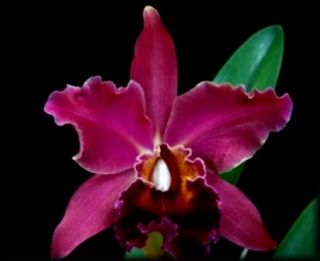 Deep Purple Cattleya Orchid Plant Fragrant in Sheath