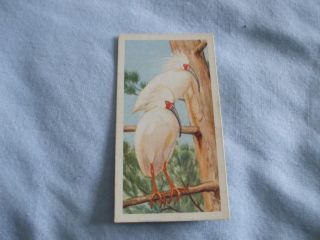 Brooke Bond Tea Cards Wildlife in Danger 1963 Buy Individually Nos 26 