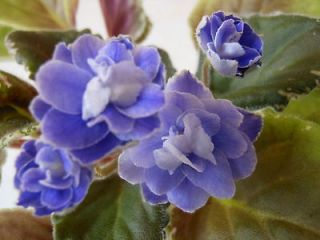 african violet sanso ucy s coco  3