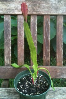 Rare Epiphyllum PRINCE of ROMANY Hybrid ROOTED Orchid Cactus NBS