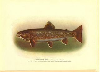 Rare Antique Fish Print Eastern Brook Trout