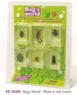 Real Insect Bugs in Clear Resin Geoworld Collection Scorpion Beetle 