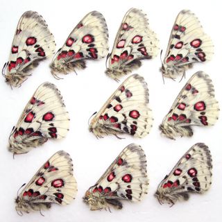 WHOLESAlE 10 unmounted butterfly Papilionidae Parnassius nomion 