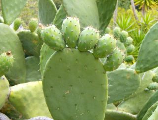   Indica 20 Seeds Nopal Edible Cactus for Nopalea Nopalina Juice