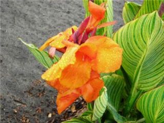 canna lily bengal tiger live plant