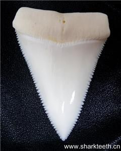 308Modern Great White Shark Tooth Teeth 3