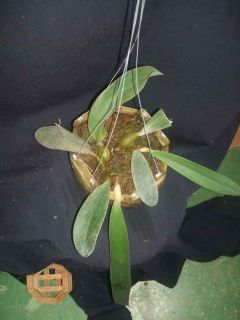 Bulbophyllum phalaenopsis Species Orchid LARGE RARE and UNUSUAL