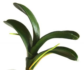 Artificial Green Flower Vanda Orchid Leaves Decorative Potted Plant 