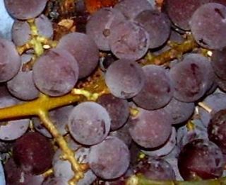 Seeds Juicy Catawba Wine Grapes Plant Cold Stratified Ready to Plant 