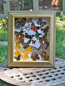   Butterfly Flock   Framed Butterfly Display OOAK Real Butterflies Moths