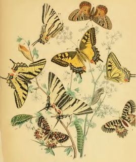 Butterflies and Moths (British) by Furneaux, William S (1897) 406 