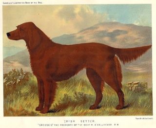 Irish Setter Antique Print Cassells Book of The Dog